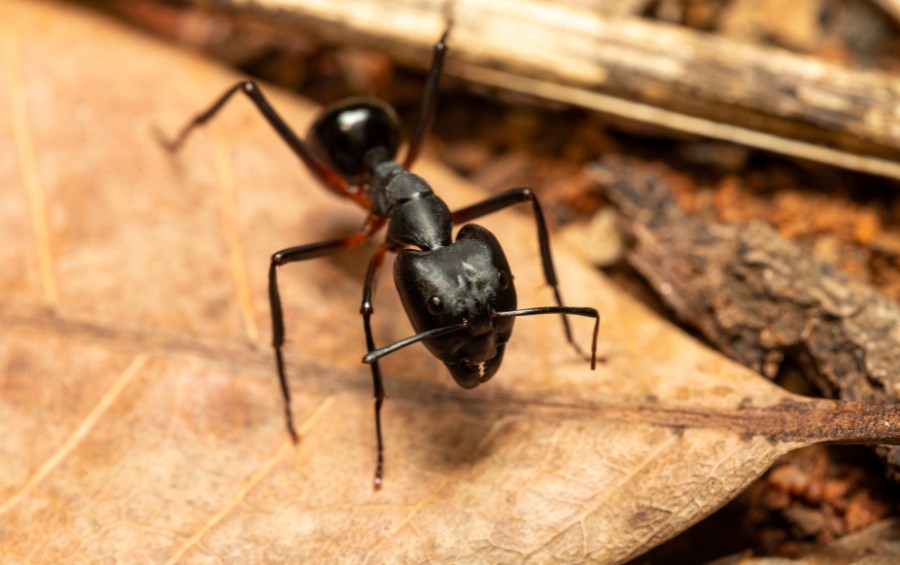 A closeup shot of a carpenter ant on a leaf.