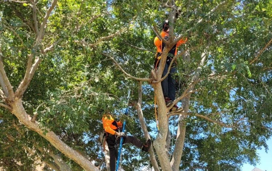 A pair of tree climbers from Arbor Masters climbing in a tree and pruning it.