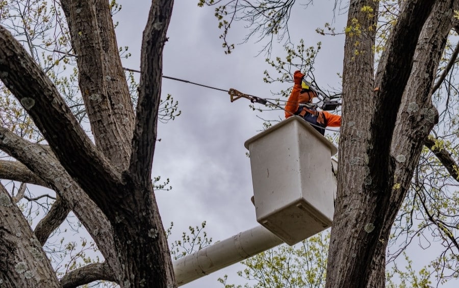 An Arbor Masters arborist installing tree cables during the dormant season with clear visibility of the branch structure.