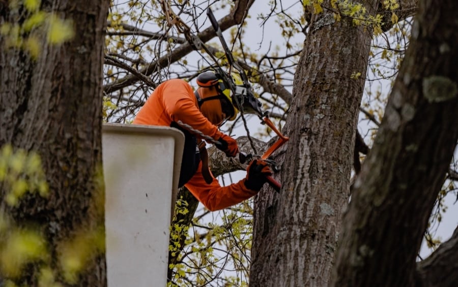 An Arbor Masters arborist installing tree cables during the dormant season with clear visibility of the branch structure.
