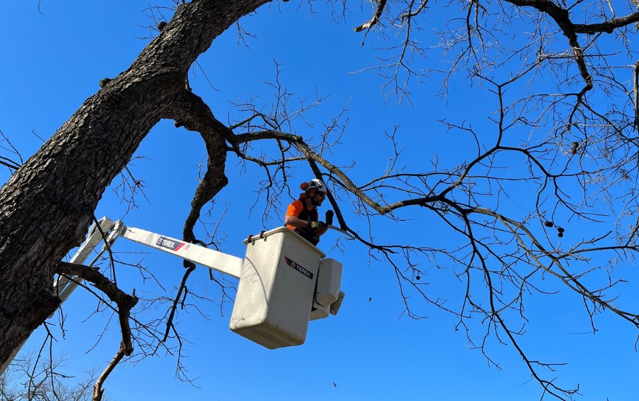 An arborist from pruning a tree from a bucket truck in Broken Arrow, OK.