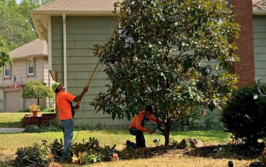 Two members of the Arbor Masters ground team pruning a tree in the summer in Bixby, OK.