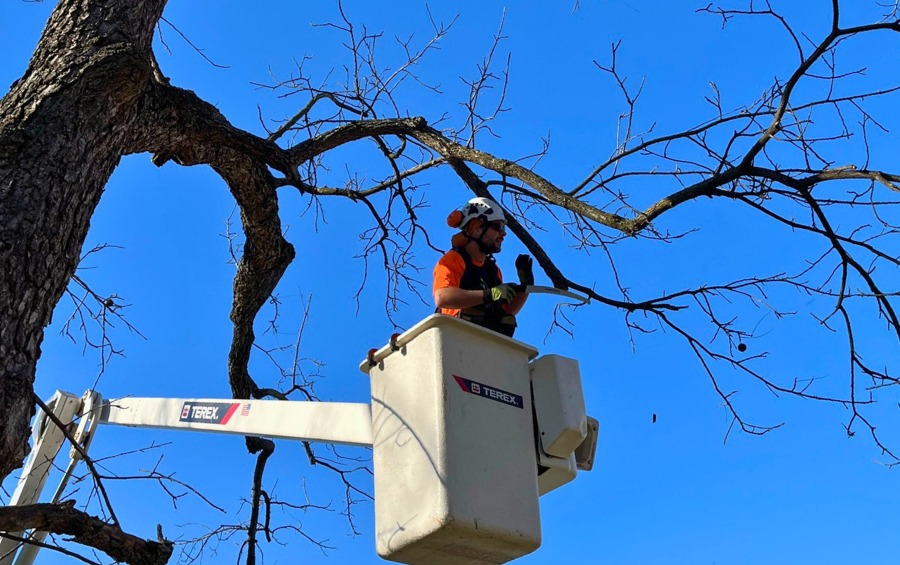 A member of the Arbor Masters team trimming a tree with hypoxylon canker.