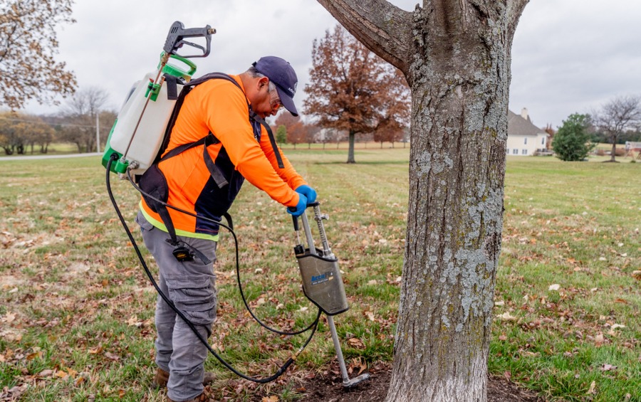 A member of the Arbor Masters team injecting fertilizer into the soil near a tree to try and help it recover from a hypoxylon canker infection.