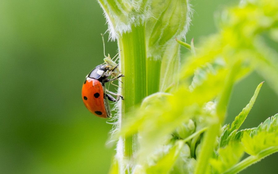 A closeup shot of a lady beetle eating an aphid Jenks, OK.