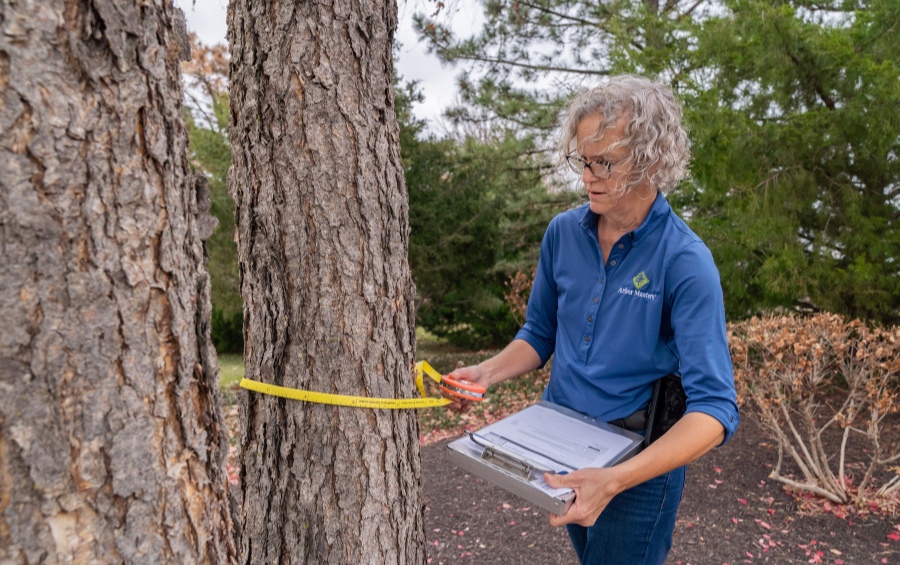 An Arbor Masters Certified Arborist measuring a mature pine tree's diameter while conducting a professional assessment with a clipboard in hand.