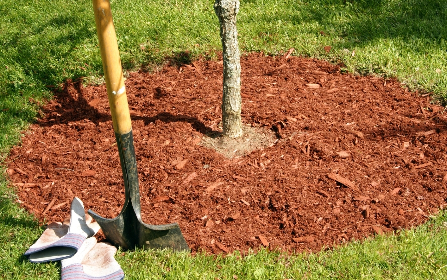 Properly planted tree in Tulsa showing correct mulching technique and root flare exposure for Oklahoma clay soil establishment.