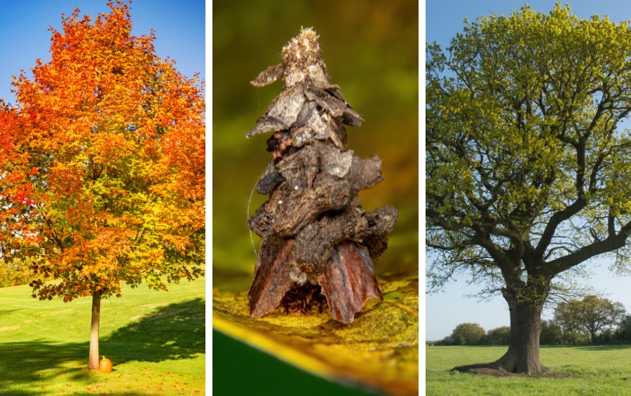 A three-panel image shows a maple tree with orange and yellow fall foliage on the left, a close-up of a bagworm case covered in bark and plant debris in the center, and a broad oak tree with a full green canopy on the right.