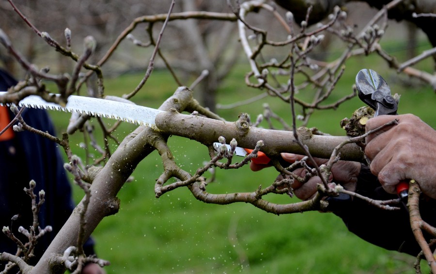 An arborist using a handsaw to prune tree branches during dormant season pruning.