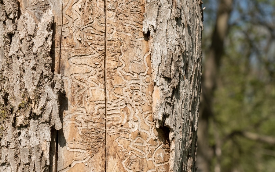 Close-up view of emerald ash borer damage showing the distinctive S-shaped galleries carved under the bark by EAB larvae.