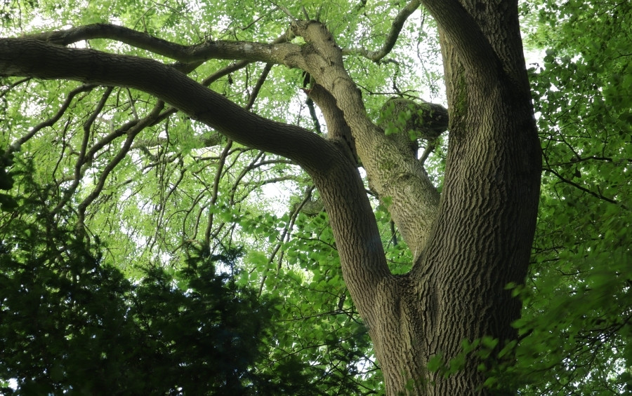 A mature ash tree displays the characteristic opposite branching pattern and compound leaves that help identify ash species from similar trees.