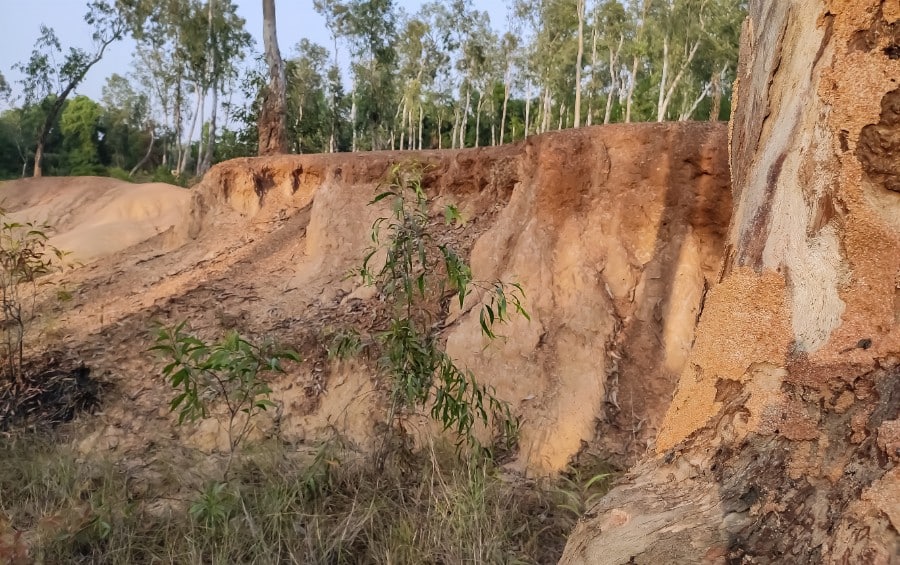 Exposed clay soil and eroded ground around trees, showing steep soil banks and visible root-zone disturbance.