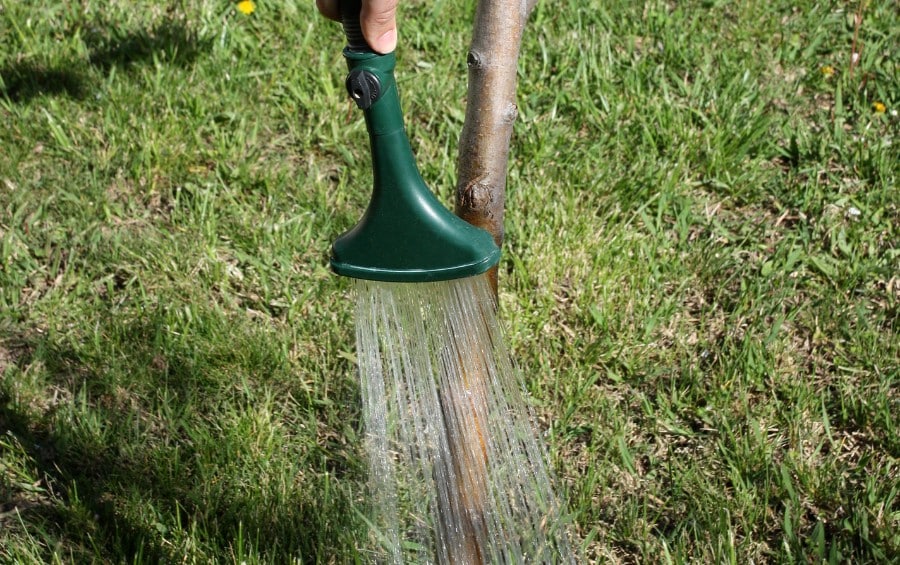 Person watering the base of a young tree with a garden hose in a grassy lawn.