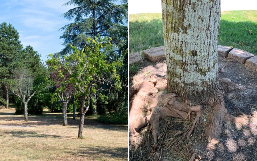 Comparison of drought-stressed trees in a landscape and a tree with exposed girdling roots wrapped around the base of the trunk.