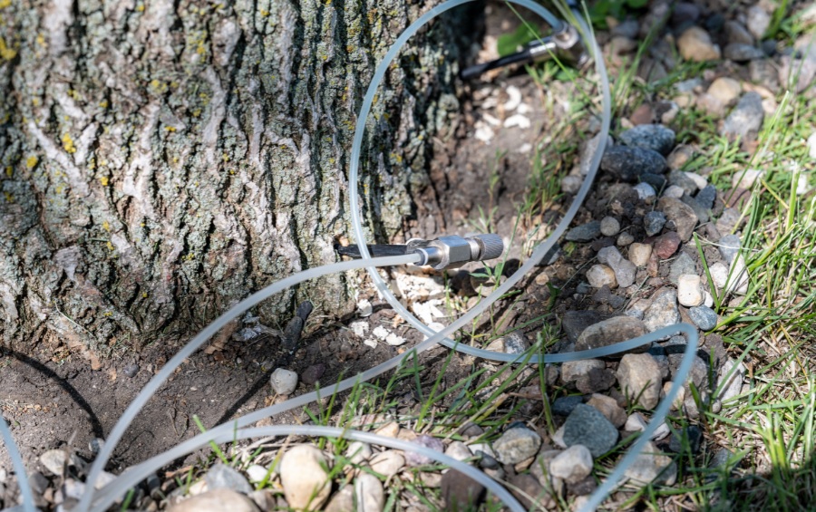 Clear plastic tubing and injection equipment lie coiled on rocky ground next to the textured bark of a mature tree trunk.