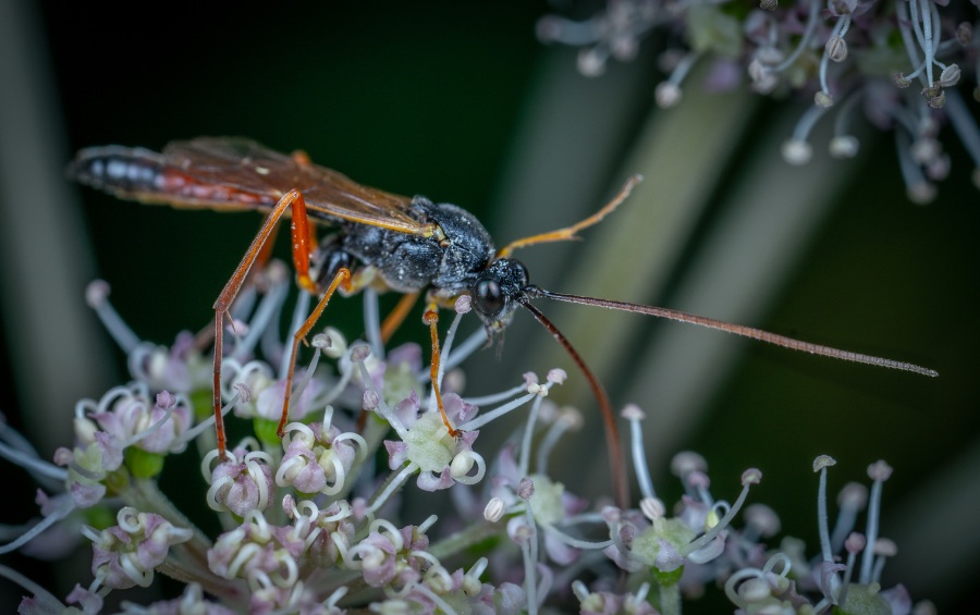 A dark-colored parasitoid wasp with long orange legs and antennae feeds on tiny white clustered flowers against a blurred green background.