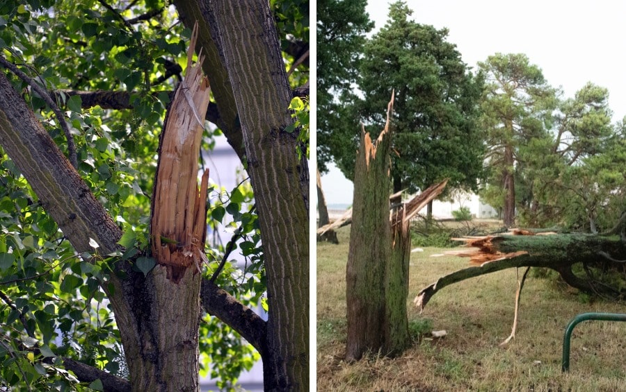 Split tree limbs and storm-snapped trunk sections showing structural failure in mature trees.