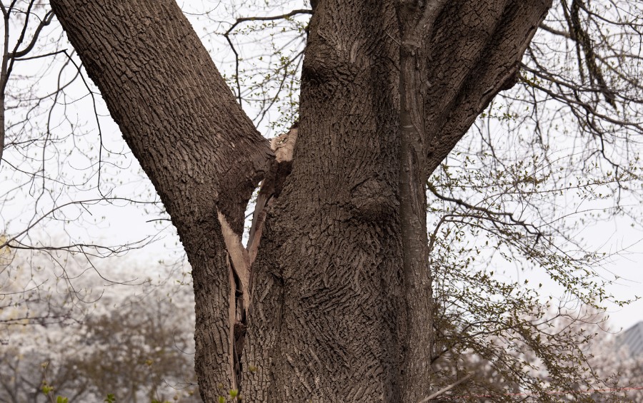 Mature tree with a large structural crack and weak codominant stem connection near the trunk union.