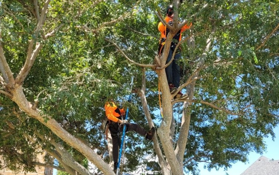 Arbor Masters tree crew performing structural pruning high in the canopy of a mature tree in Tulsa.