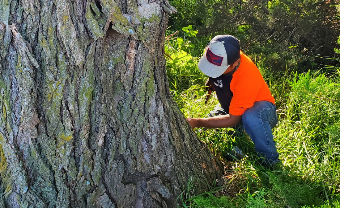 Arbor Master's PHC crew treating a tree on a property in Wichita