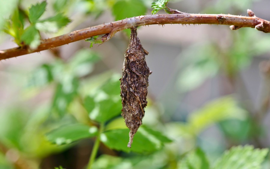 The trademark silken bag of a bagworm hanging off a tree in Vickridge, KS.