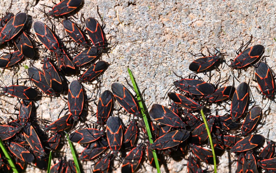 A group of boxelder bugs on a tree trunk in Andover, KS.