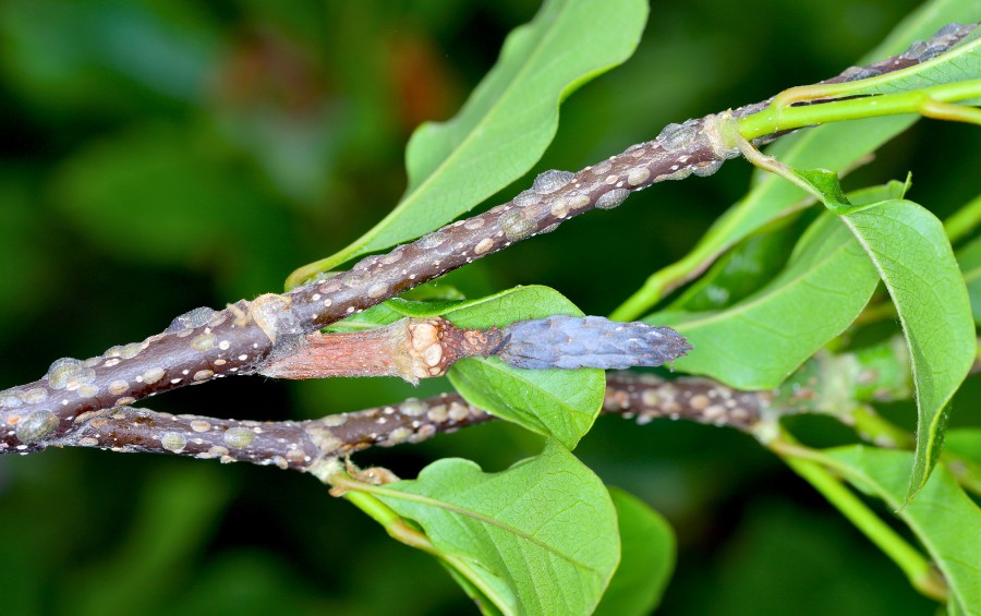 Scale insects on a tree branch in Wichita, KS.