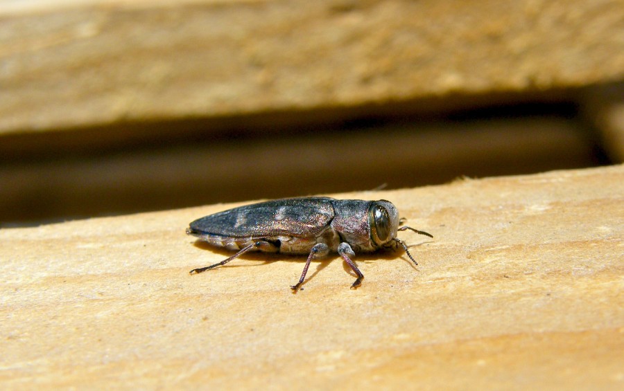 A bronze birch borer adult on a piece of wood in Augusta, KS.