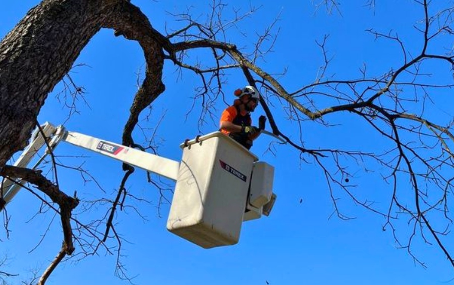 An Arbor Masters Certified Arborist in a bucket truck carefully pruning a large damaged tree in the College Hill neighborhood of Wichita.