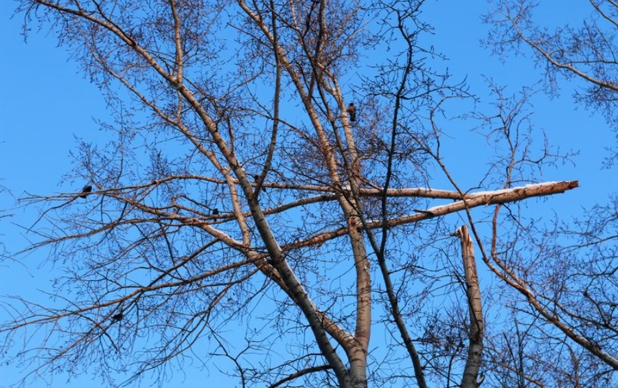 A dormant tree with broken branches following heavy snow and ice accumulation in a Wichita neighborhood.