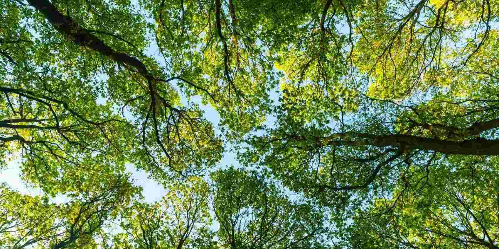 towering trees exposing the canopy above with a blue sky at the bacground