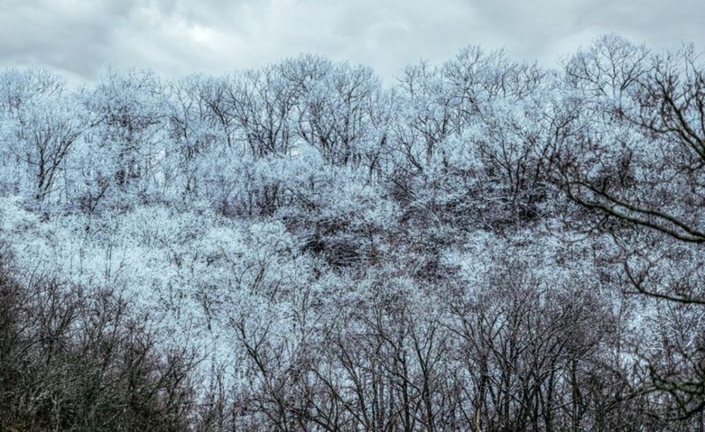 A panoramic view of dormant winter trees in Wichita with bare branches clearly revealing their structural form against a cloudy sky, highlighting the ideal conditions for professional assessment.