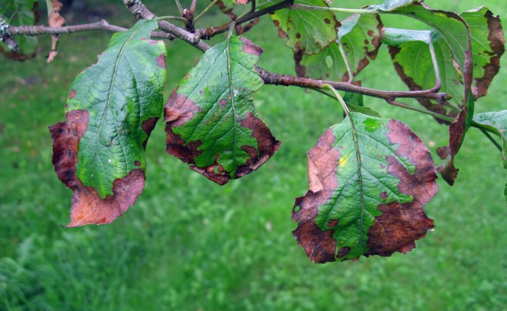 Leaves that are discolored and dying on a tree in Goddard, KS.