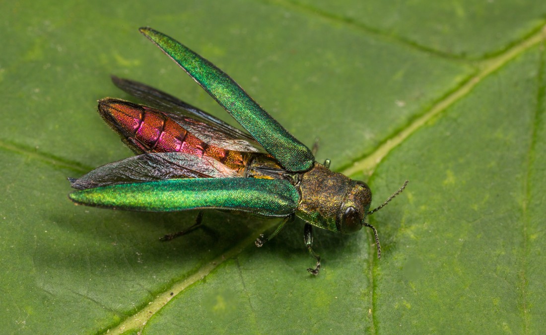 An emerald ash borer adult on a leave in Wichita, KS