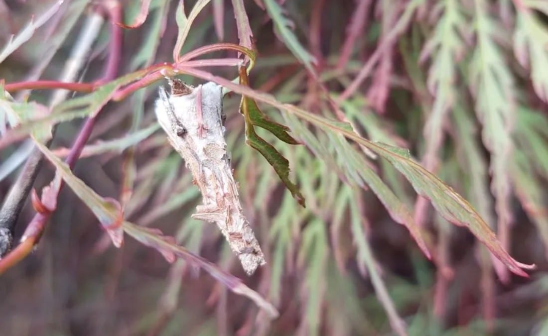 A close-up photo of a bagworm cocoon hanging on a branch of a tree