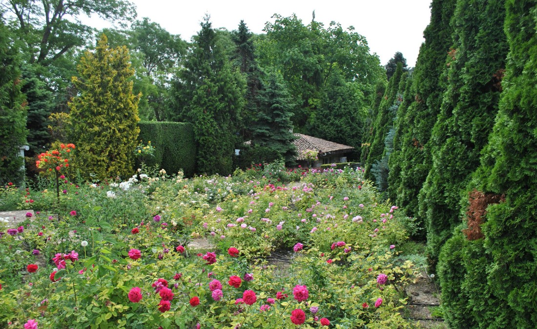A lush spring garden featuring tall arborvitae and juniper evergreens lining a stone path filled with blooming pink and red roses.