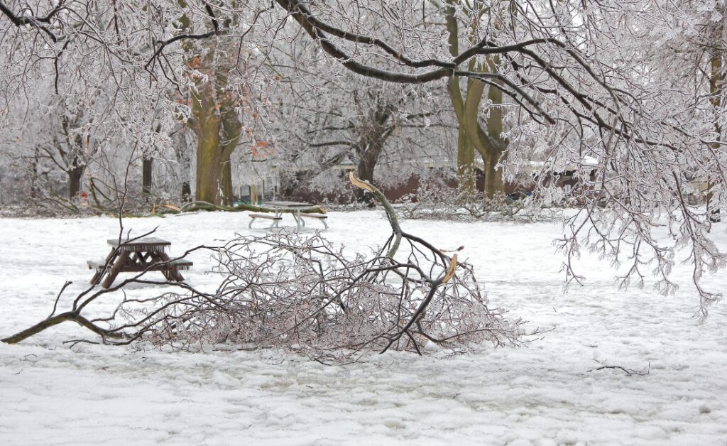 A large tree fallen across a snow-covered Wichita yard after ice storm damage, with ice-covered branches scattered around.