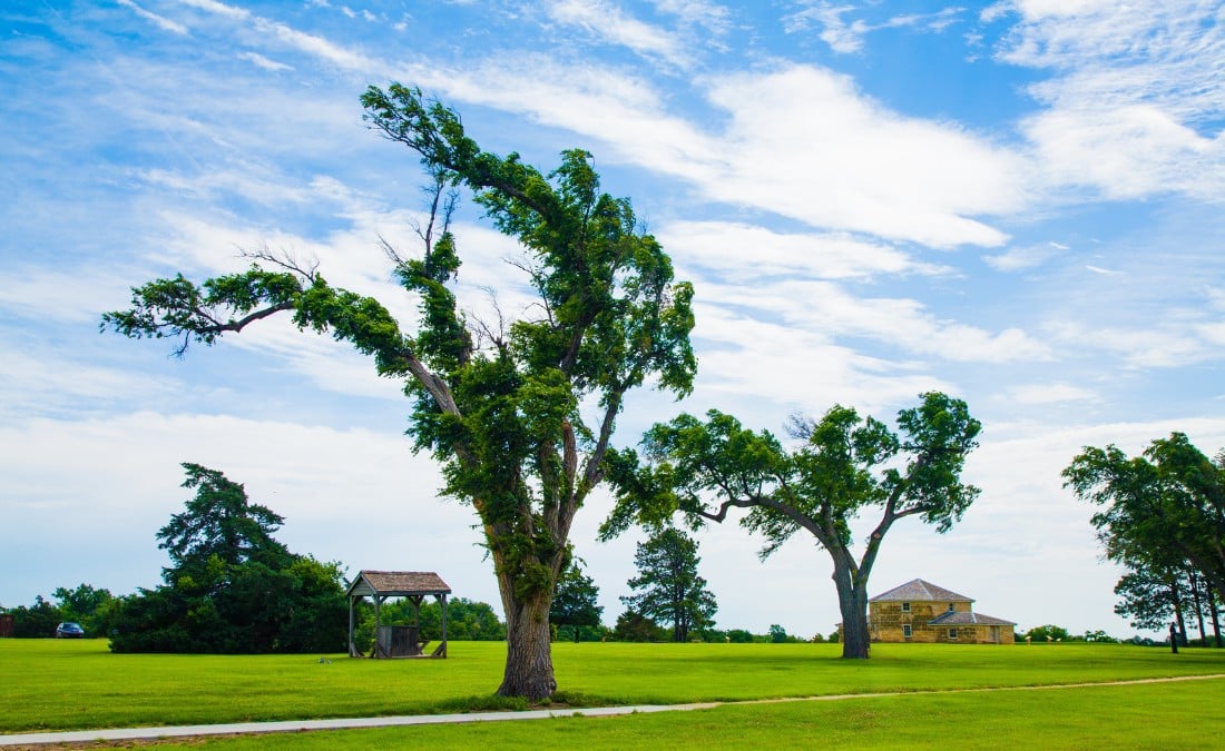 Large tree with a permanent windswept lean across an open Kansas park, branches shaped by years of strong prairie winds
