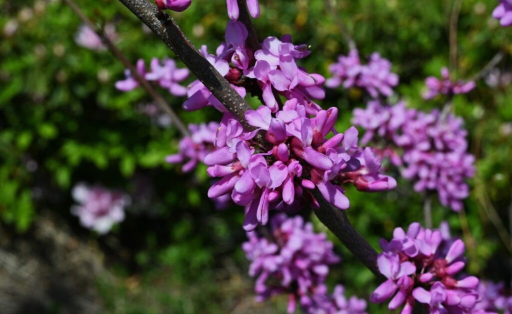 Pink eastern redbud flowers blooming on dark branches against a blurred green background.