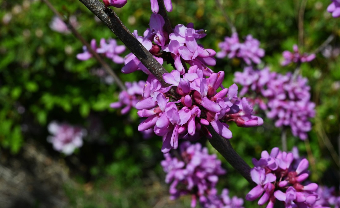 Pink eastern redbud flowers blooming on dark branches against a blurred green background.