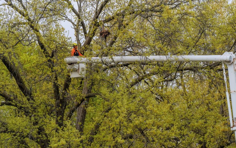 An Arbor Masters team member examining a mature tree to add cables to in Wichita, KS