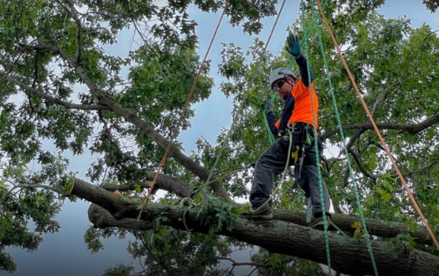 A climber from Arbor Masters working to remove a tree in Wichita, KS