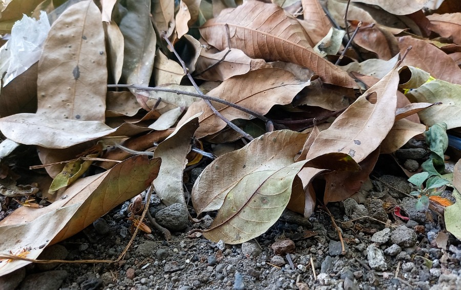 Crisp, fallen leaves on gravel surface showing early leaf drop, often caused by poor tree health or lack of fertilization.
