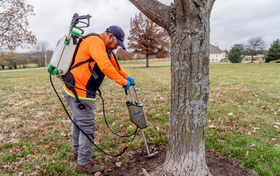 An Arbor Masters arborist in a high-visibility orange shirt injecting fertilizer around a mature tree during the fall, as leaves are beginning to fall from the surrounding trees.