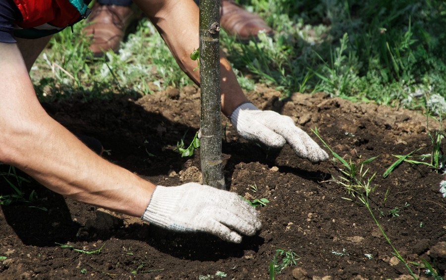 Arbor Masters tree care professional planting a new tree in an Andover, KS yard, pressing soil firmly around the trunk.
