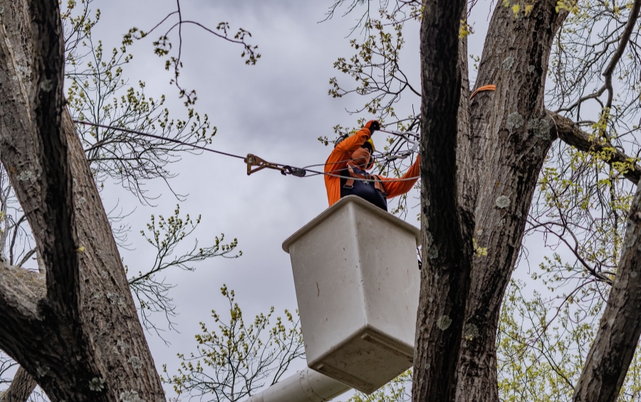 An ISA Certified Arborist from Arbor Masters in a bucket truck with the appropriate safety gear, installing cables in a tree to support weak sections of a tree.