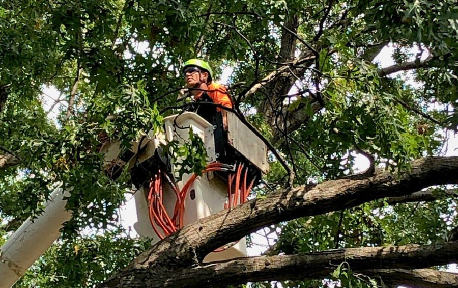 An Arbor Masters arborist pruning a tree from a bucket truck in Vickridge, KS.