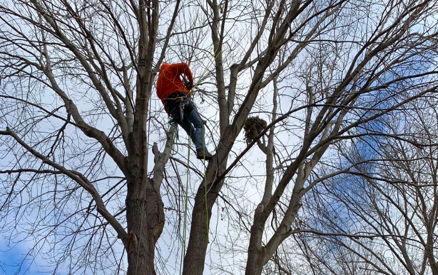 An arborist in a tree during the winter in Goddard, KS.