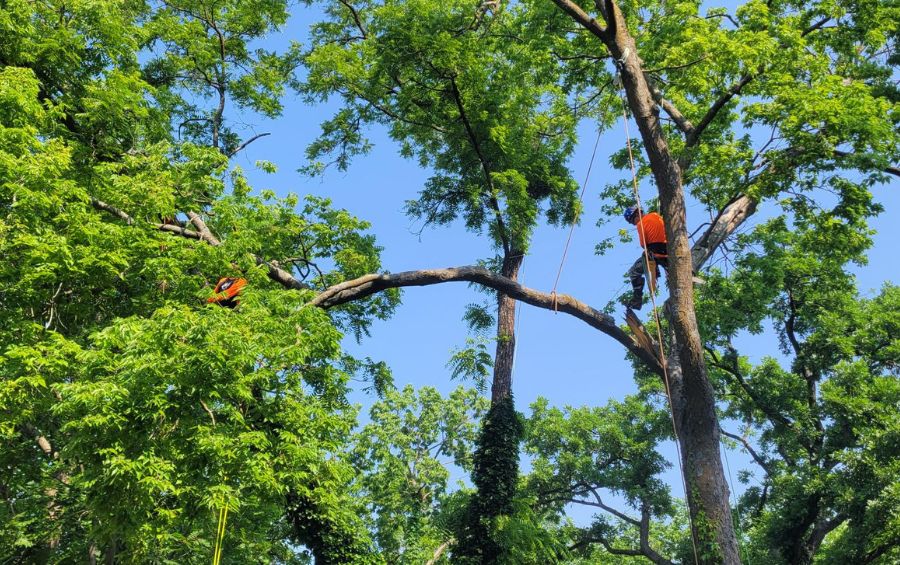 Two arborists from Arbor Masters pruning a tree in the summer in Augusta, KS.