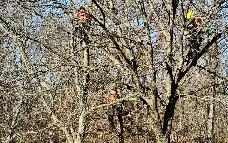 Three climbers performing tree pruning.